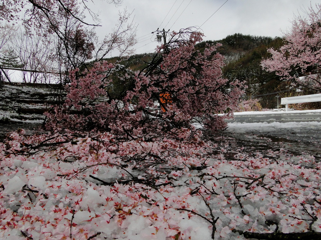 桜・・痛・・悲