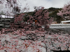 桜・・痛・・悲