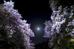 月夜桜