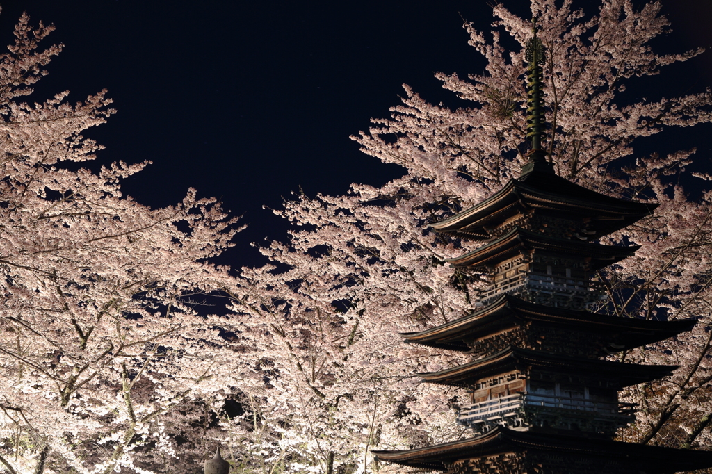 夜桜に囲まれ