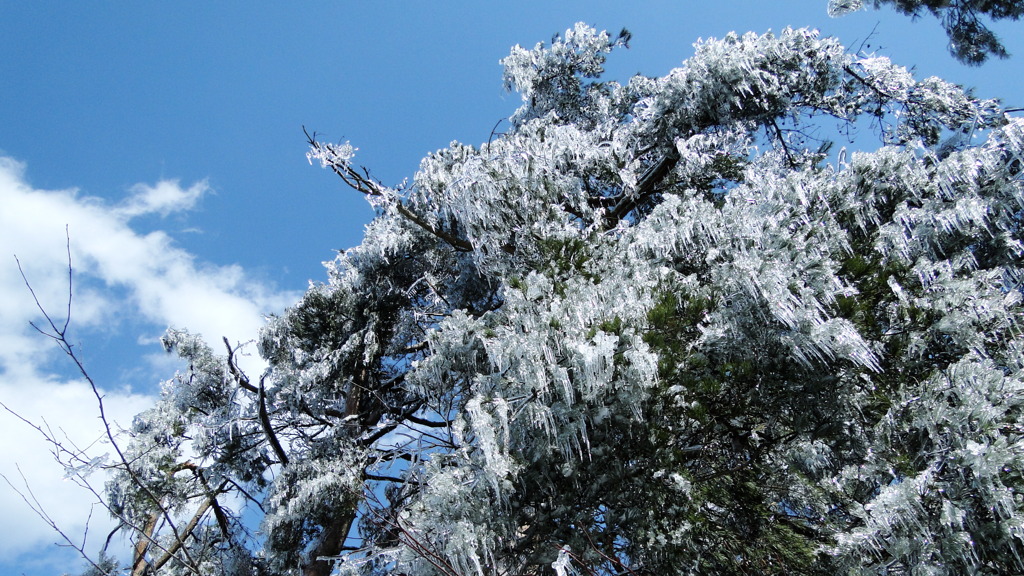 樹氷・・・・しだれ桜のような
