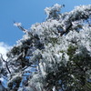 樹氷・・・・しだれ桜のような