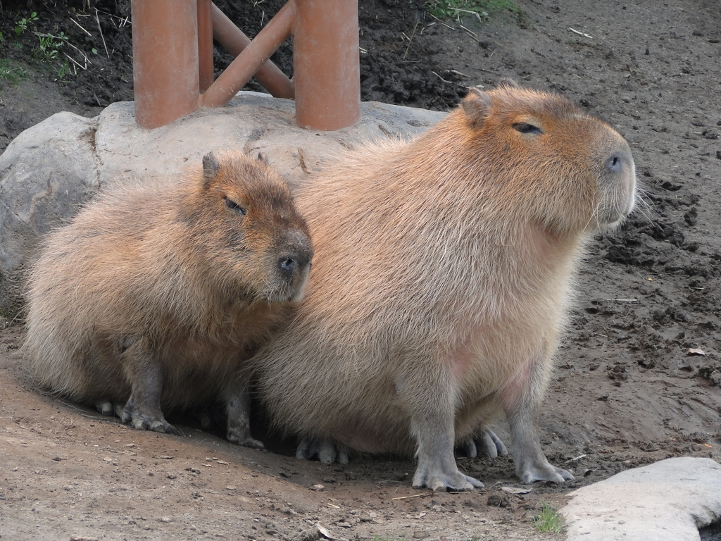 旭山動物園　カピバラ