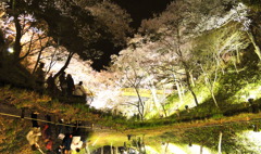 夜桜・・・虚像美