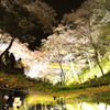 夜桜・・・虚像美