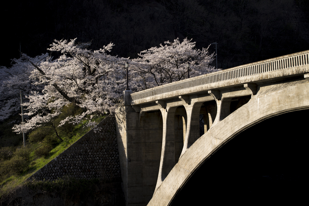 桜のトンネルとアーチ橋