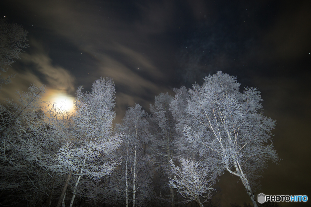 月夜の樹氷