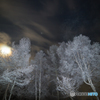 月夜の樹氷