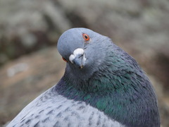 ポーズはこれでいいかしら？