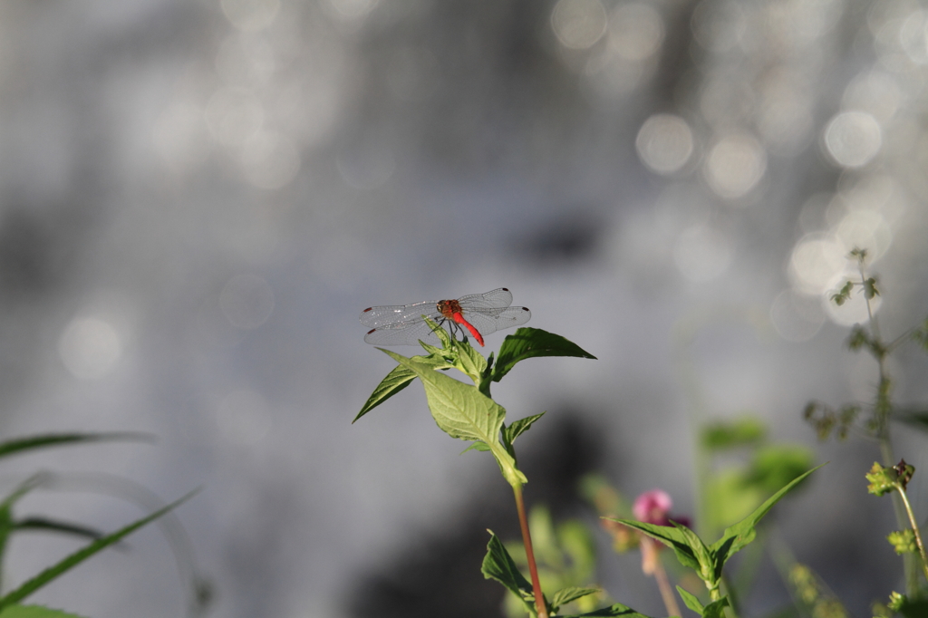 凄く小さい秋みっけ