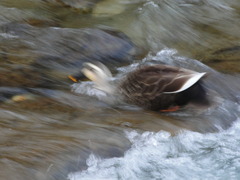 鴨の滝登り（俺は負けねぇ、登ってみせる）