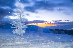 frost  trees