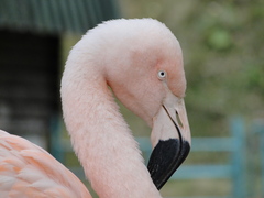 旭山動物園　フラミンゴ