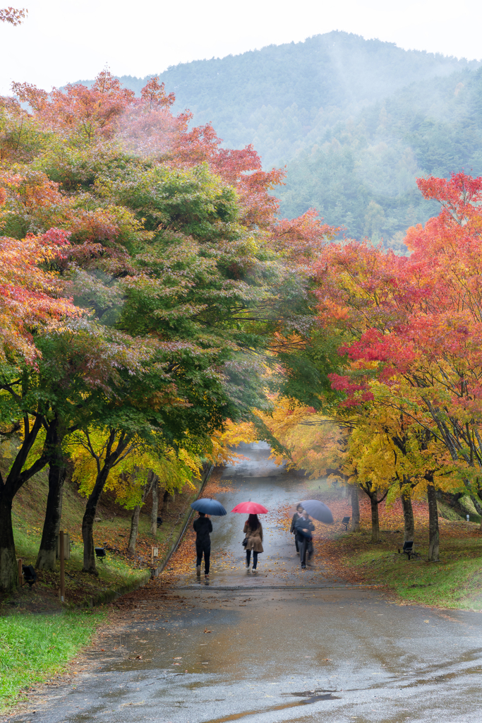 紅葉の回廊　過去写真