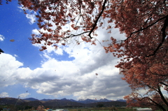 桜吹雪・・八ヶ岳へ