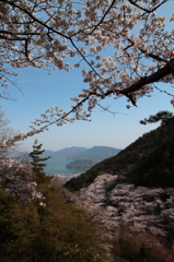 瀬戸内と桜