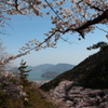 瀬戸内と桜