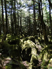 苔の世界の中で