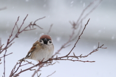 頭に雪が