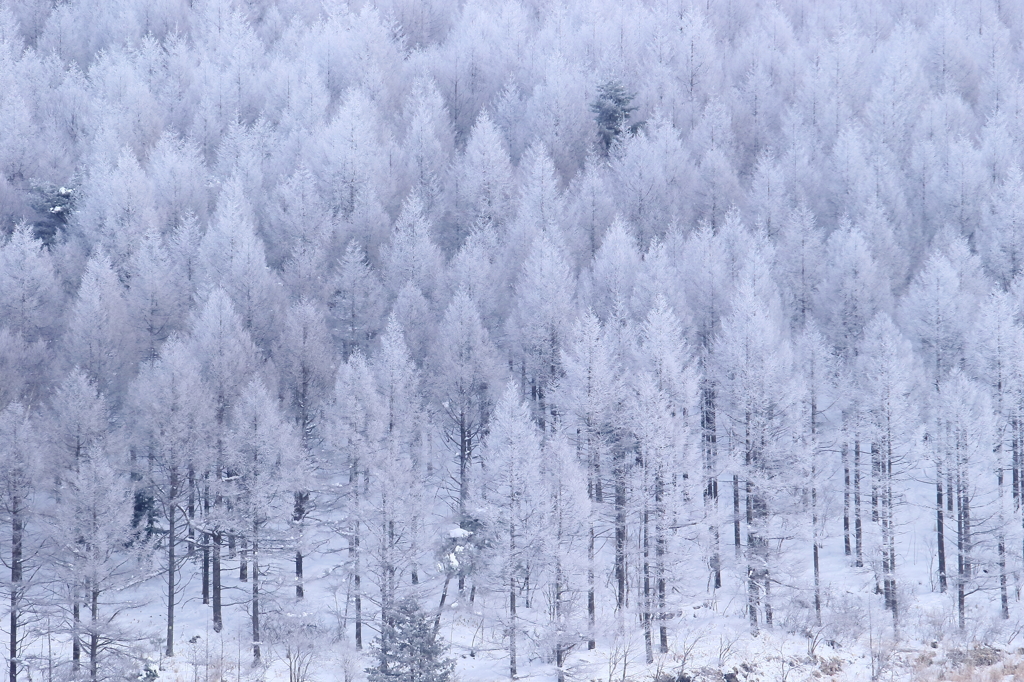 樹氷・・緑二点