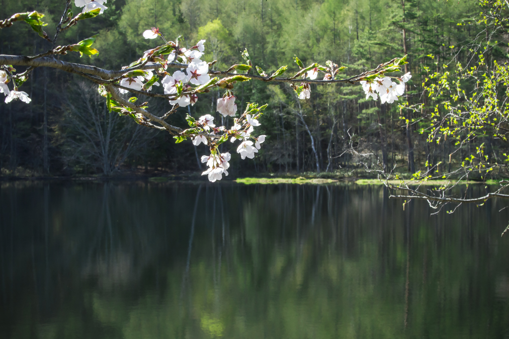 御射鹿池に桜咲く