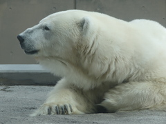 旭山動物園　北極熊