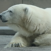 旭山動物園　北極熊