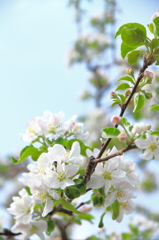 りんごの花