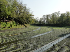 安曇野　山葵