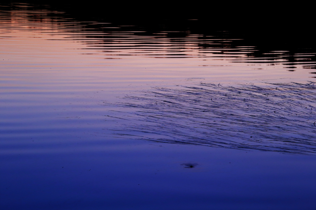 Waterweed with wave