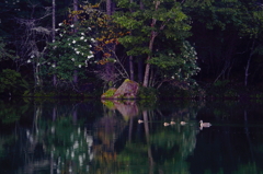 白い花
