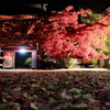 紅く、、、。