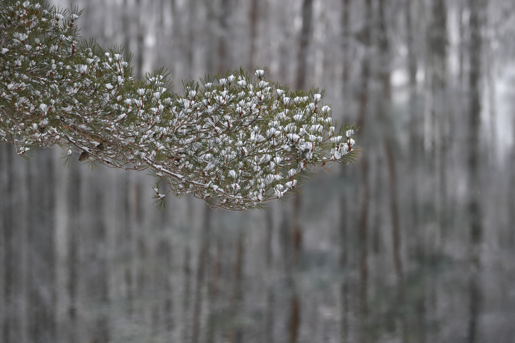 雪の花が咲くように