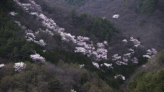 高遠の山桜