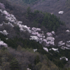 高遠の山桜