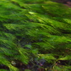 春流　２