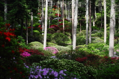 木立の中に
