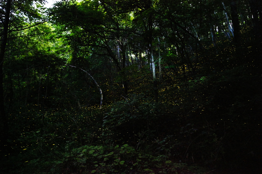 ヒメホタルの森
