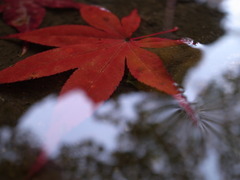 雨の平林寺