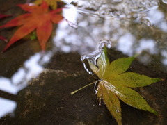 雨の平林寺