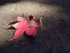 落ち葉