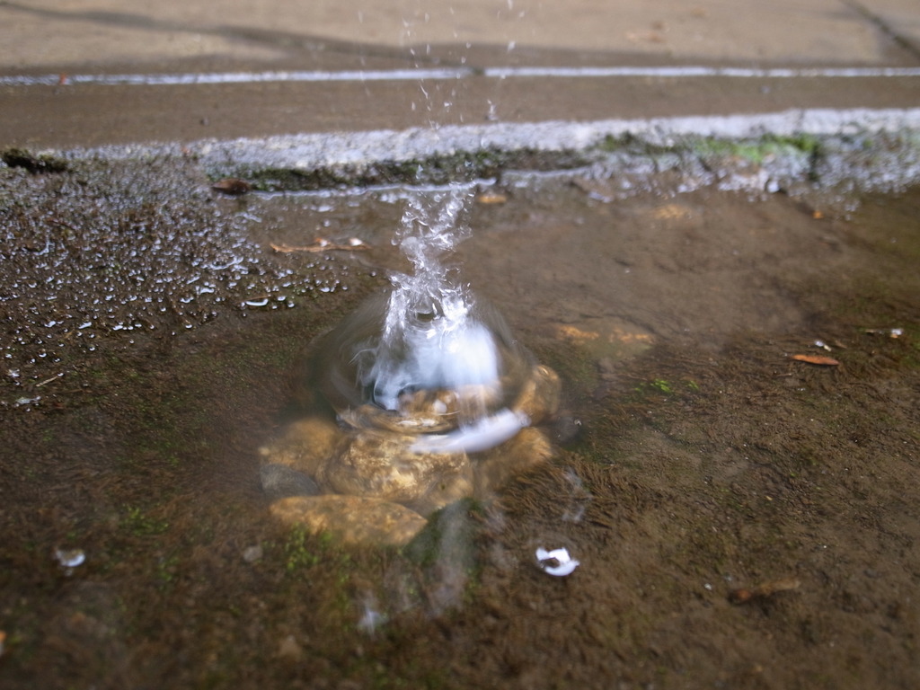 雨の平林寺
