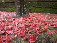 雨の平林寺