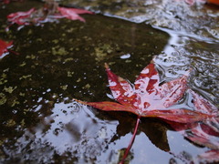 雨の平林寺