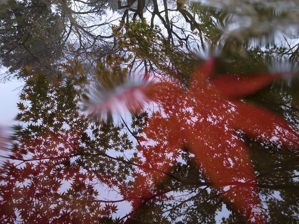 雨の平林寺