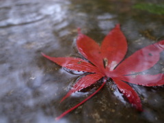 雨の平林寺