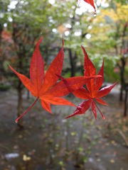 雨の平林寺