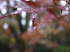 雨の平林寺