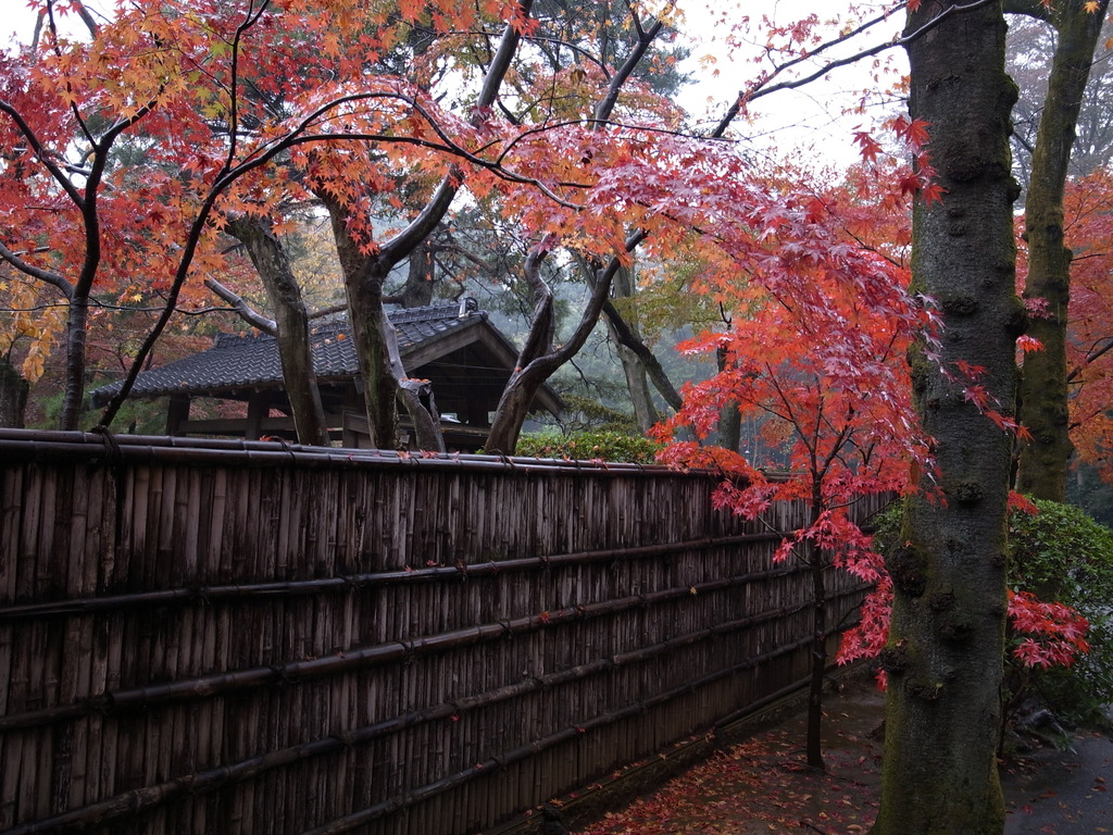 雨の平林寺