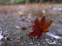 雨の平林寺